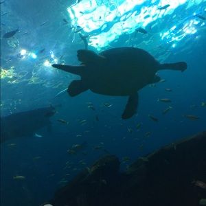 Meet your Posher, Ukeme